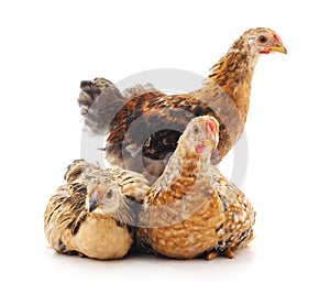 Three brown chickens.