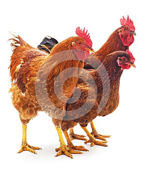 Three brown chickens.