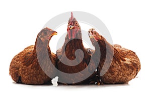 Three brown chickens