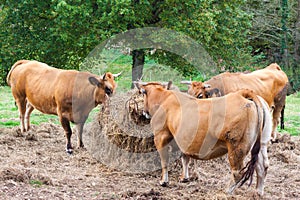 Three brown cows eating hay on the farm