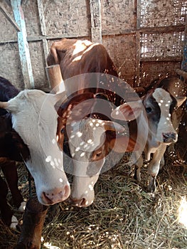 Three brown cows in the stable