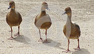 Three Brown Ducks