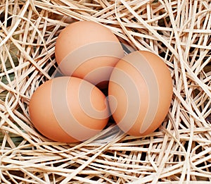 Three brown eggs