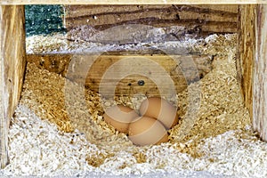 Three brown eggs freshly laid in a natural farm chicken coup, he