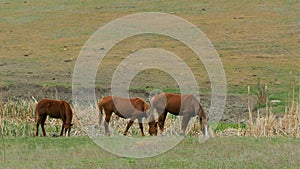 Three brown horses eat grass on the field