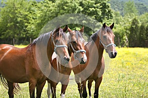 Three brown horses in pasture