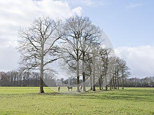 Three brown horses under large trees near woudenberg in province of utrecht in holland