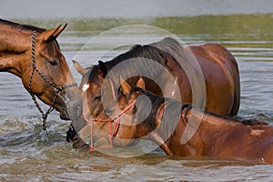 Three brown horses in the water