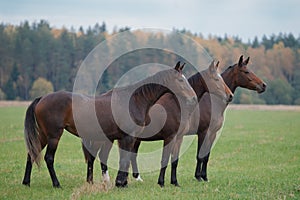 Three brown mares in full growth synchronously stand in a field on a free range