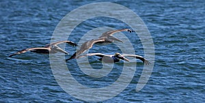 Three Brown Pelicans flying over a blue ocean