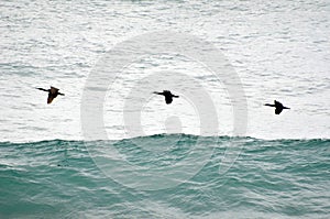 Three brown pelicans are flying in a pod.