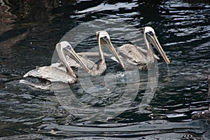 Three Brown Pelicans Swimming Near Docks Monterey Bay California