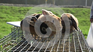 Three brown rabbits sitting nicely on the cage.