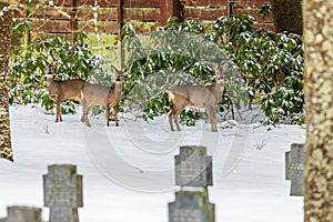 Three brown roe deer standing on white snow