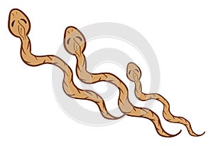 Three brown serpents crawling over white background vector or color illustration