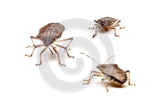 Three Brown Stink Bugs photo