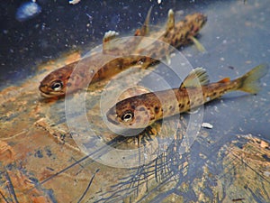 Three brown trout Salmo trutta European species of salmonid fish widely introduced into suitable environments globally 