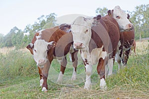 Three brown and white cows in the pasture