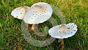 three brown-white giant mushrooms together in autumn