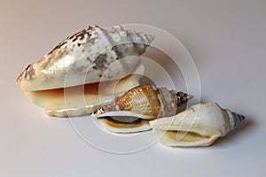 Three Brown and White Sea Mollusk Shells on a White Table