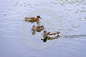 Three brown wild male female mallard duck swimming on the water on the background of the water surface