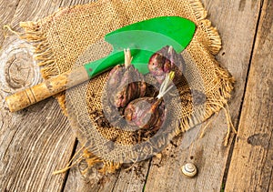 Three bubs Lilium regale on canvas ang garden snail. Flat lay