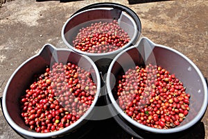 Three buckets full of ripe red coffee beans photo