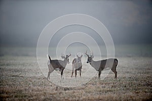 Three bucks in the fog