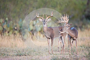 Three bucks looking for doe photo