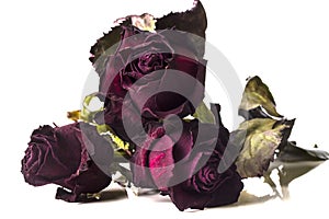 Three bud dried dark red rose