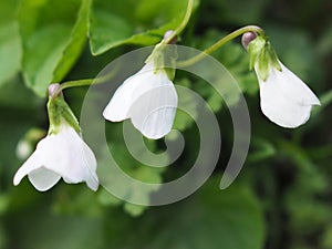Three Bud flowers violet close up. photo