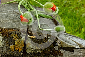 Three of a Bud of a poppy in front of the tree and grass