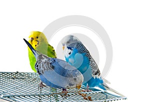 Three budgerigars on cage