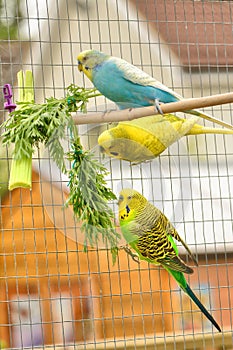 Three budgies, Melopsittacus undulatus, in outdoor aviary