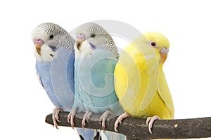 Three budgies are in the roost