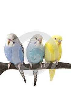 Three budgies are in the roost