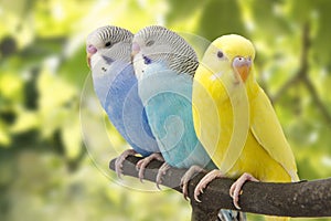 Three budgies are in the roost photo
