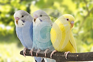 Three budgies are in the roost