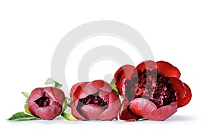 Three buds of red peonies