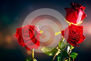Three buds of red roses in water droplets on a dark background