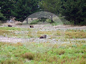 Three buffalo in a grassy field