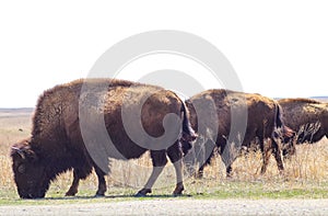 Three buffalo grazing beside the road in Tall Grass Pairie swishing their tails