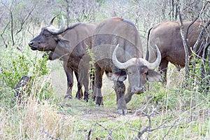 Three buffalo photographed at Hluhluwe/Imfolozi Game Reserve in South Africa.