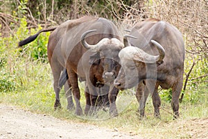 Three buffalo photographed at Hluhluwe/Imfolozi Game Reserve in South Africa.