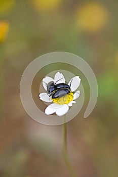 Three bugs on flower macro portrait fifty megapixels