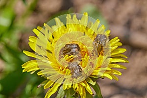 Three Bugs und yellow flower