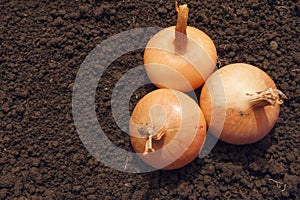 Three bulbs on black earth. Organic farming