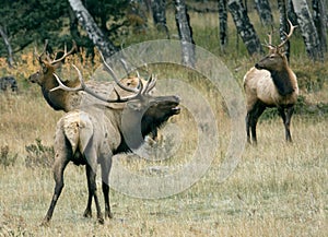 Three bull elk.