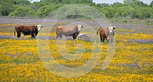 Three bulls in a field of flowers