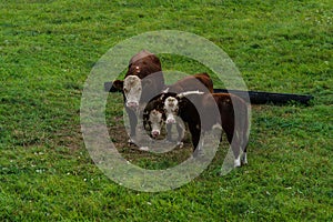 Three bulls graze on the field. .Derevensky landscape